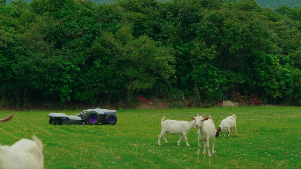The lawn mower runs on a lawn with sheep herds